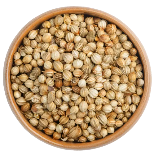 Coriander