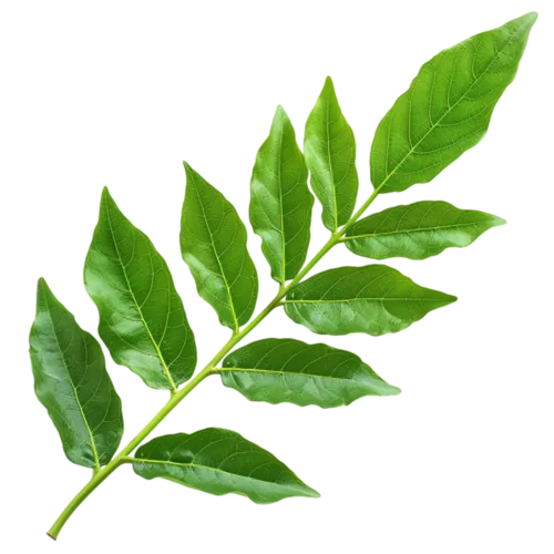 Curry Leaves