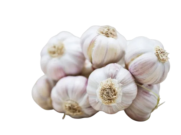Garlic